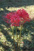 27th Sep 2013 - Spider Lilies