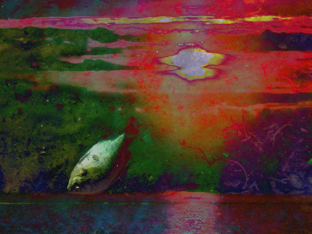Dead Fish Sunset by juliedduncan