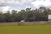 27th Sep 2013 - Richland Horse Farm