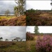 Heath land by pyrrhula