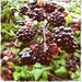Blackberries  by andycoleborn