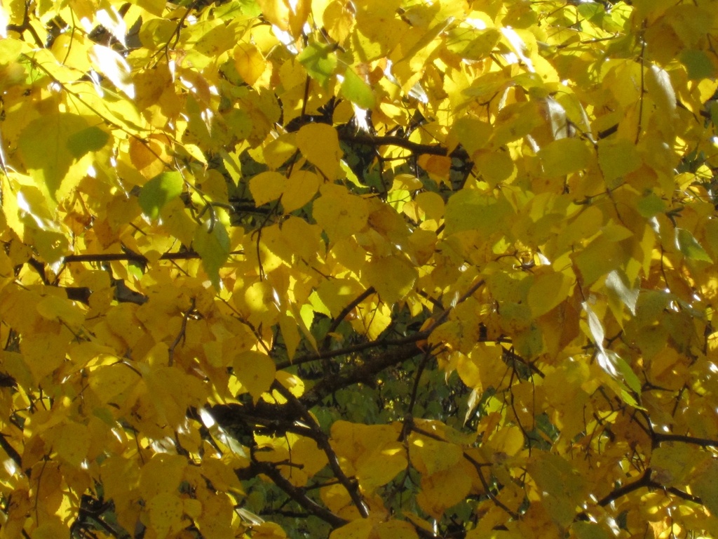 Golden Canopy by bjywamer
