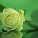green rose 33 copy by rustymonkey