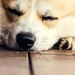 let sleeping dogs lie by corymbia