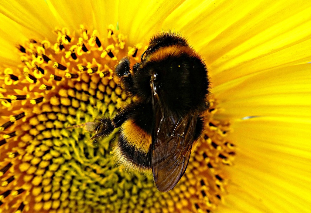 fat bee on sunflower by quietpurplehaze