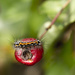caterpillar and hawthorn berry by jantan