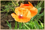 28th Sep 2013 - Last Of The Poppies