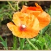 Last Of The Poppies by carolmw