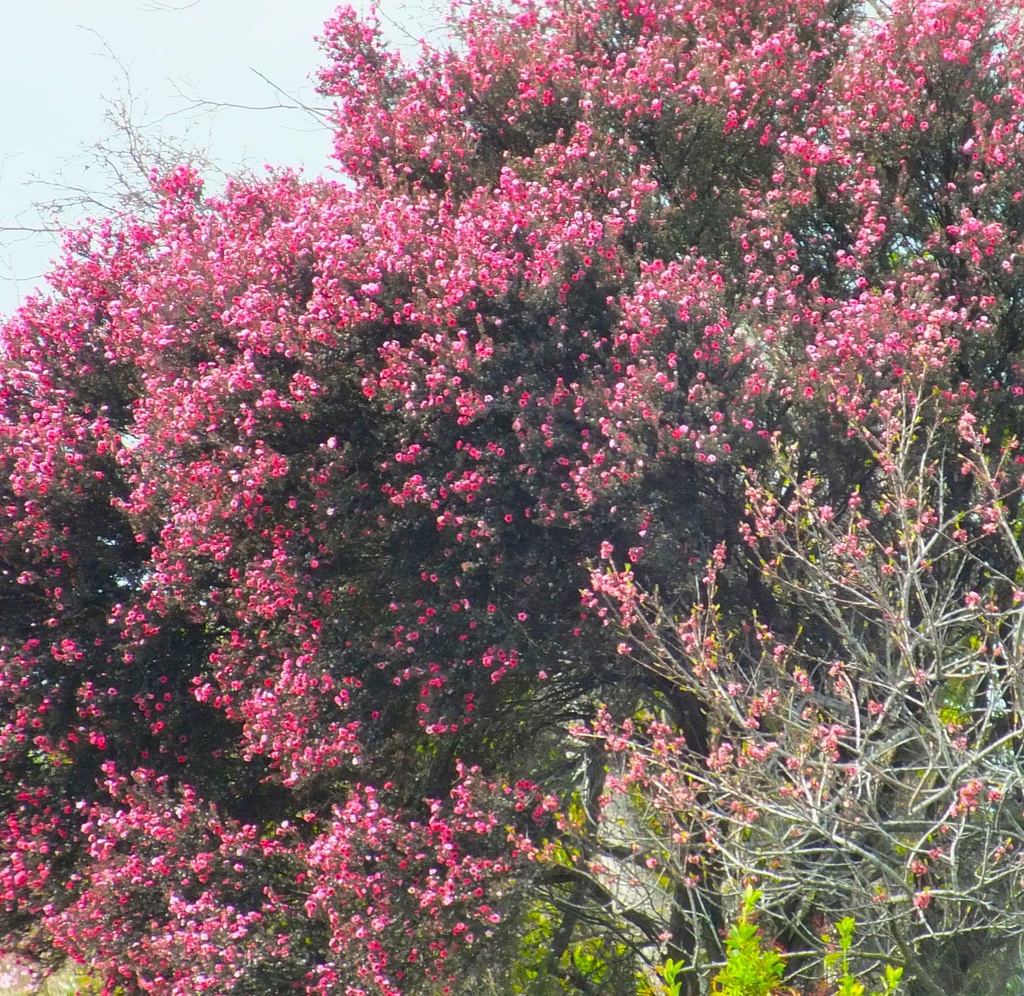 Blossom Tree by kiwinanna