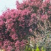 Blossom Tree by kiwinanna