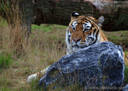 27th Sep 2013 - Siberian Tiger