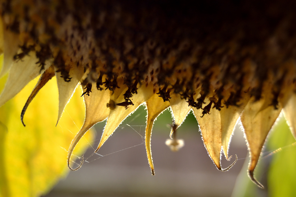 Sun flower by richardcreese