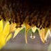 Sun flower by richardcreese