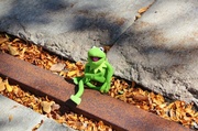 27th Sep 2013 - Kermit in fall!