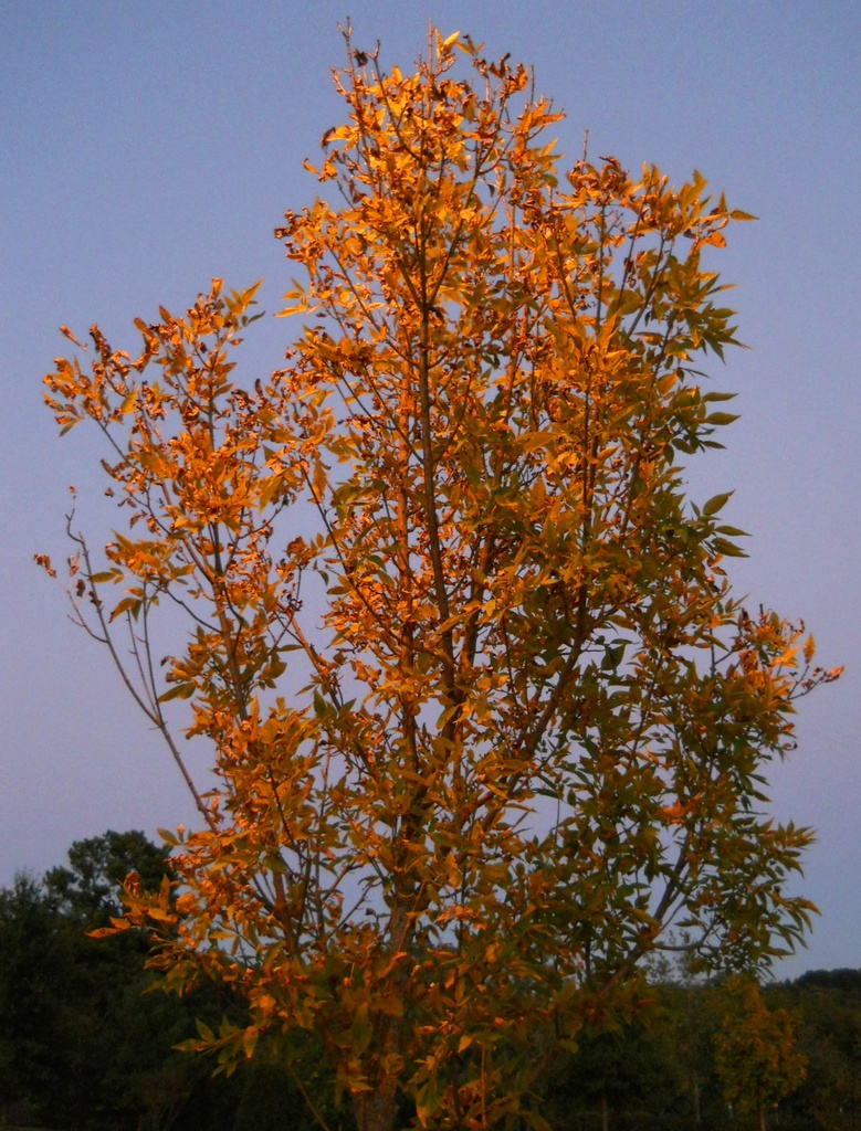 Tree at twilight by mittens