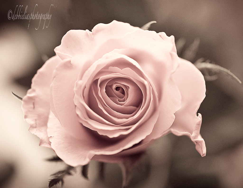 27.9.13 Antique Rose by stoat