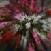 Begonia Splash!! by ziggy77