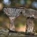 Fungi. by gamelee
