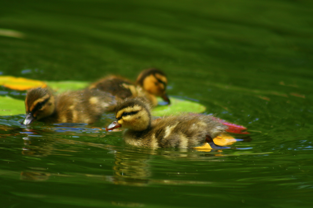 Baby Duckies by kerristephens