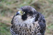 28th Sep 2013 - Juvenile Peregrine