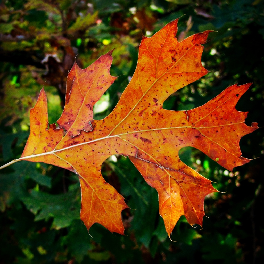 Autumn1 by dakotakid35