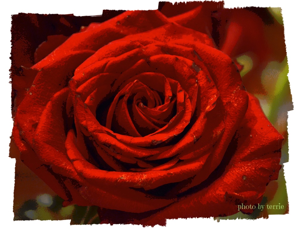 Roses are red........ by teodw