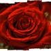 Roses are red........ by teodw