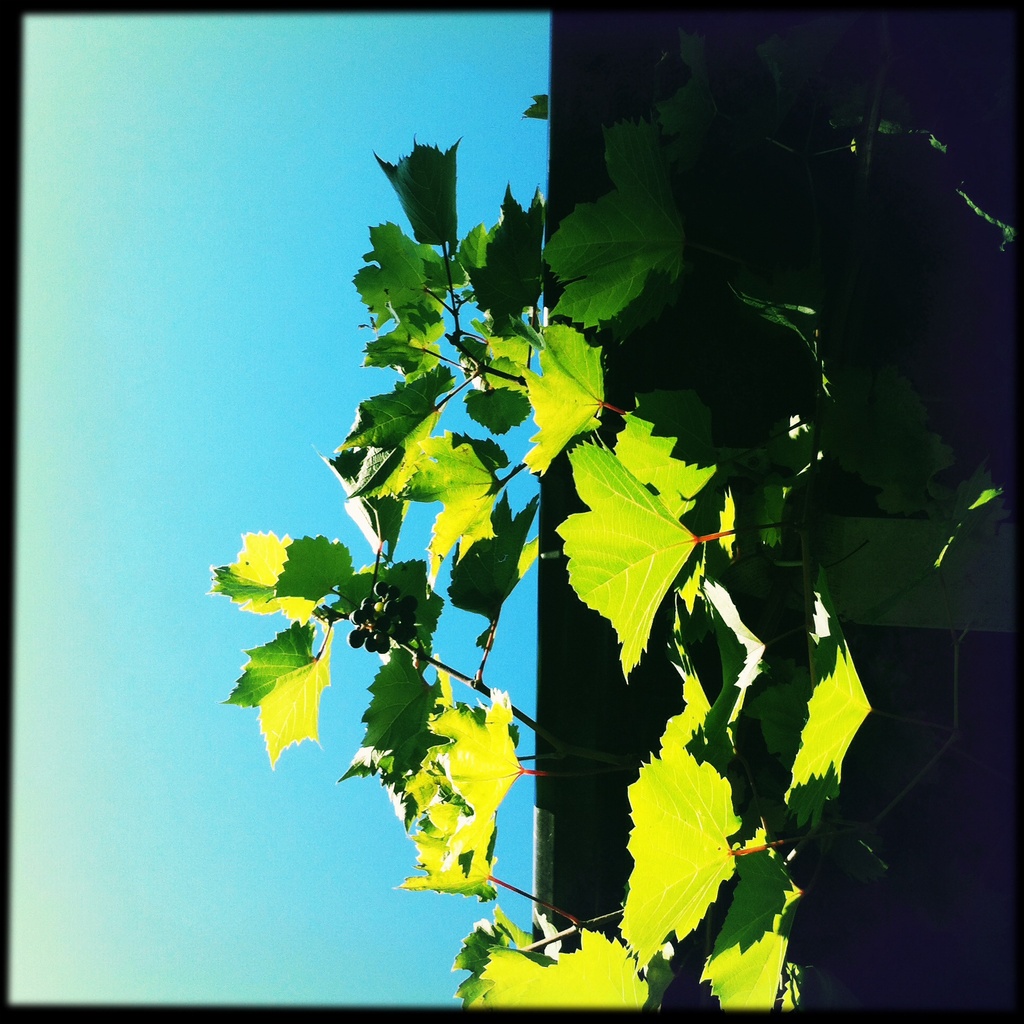 The grapes in the backyard are doing fine by mastermek