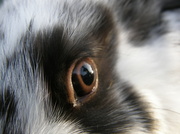 22nd Sep 2013 - Rabbit's eye