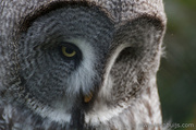 28th Sep 2013 - Great Grey Owl