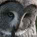 Great Grey Owl by leonbuys83