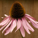 Echinacea by nicolaeastwood
