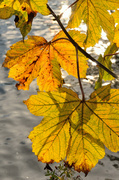 29th Sep 2013 - Leaves over the water