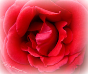 29th Sep 2013 - Red Rose