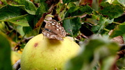 28th Sep 2013 - Speckled Wood?