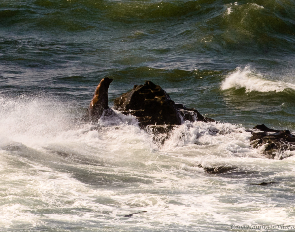 Sea Lion Basking by jgpittenger