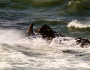 29th Sep 2013 - Sea Lion Basking