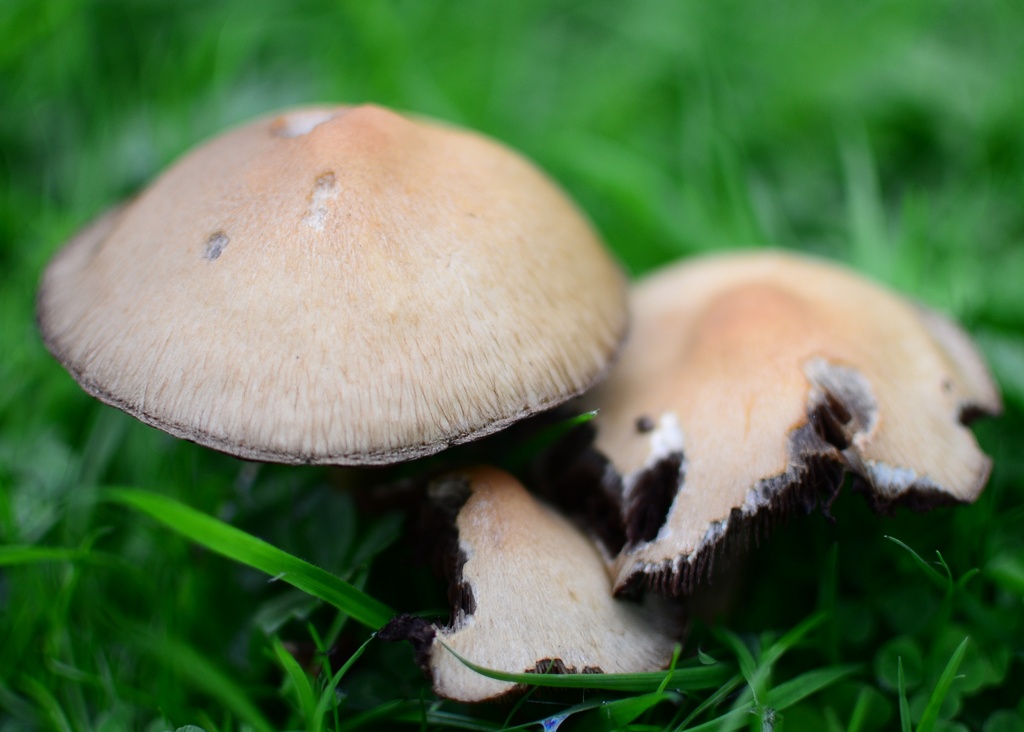 Fungi - 29-9 by barrowlane