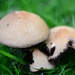 Fungi - 29-9 by barrowlane