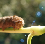 29th Sep 2019 - Disco Caterpillar with Square Shades On  29.9.13
