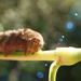 Disco Caterpillar with Square Shades On  29.9.13 by filsie65