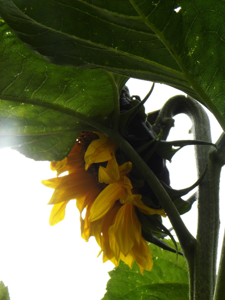 Sunflower by oldjosh
