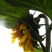 Sunflower by oldjosh