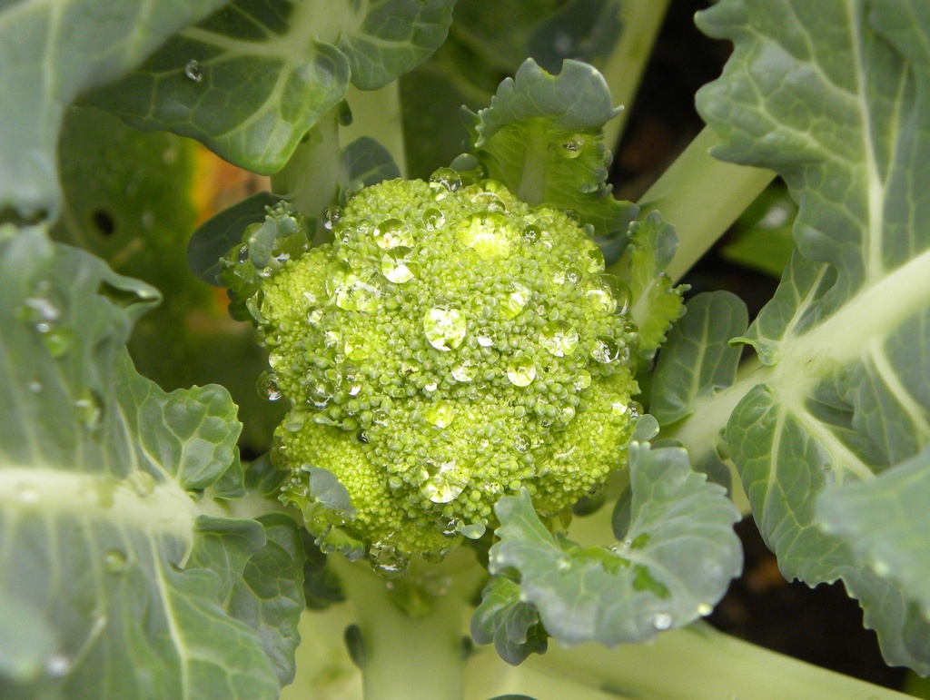 Raindrops on the broccoli by oldjosh