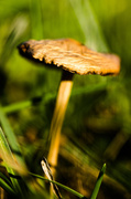 29th Sep 2013 - Toadstool