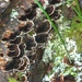 A fungus among us by pandorasecho
