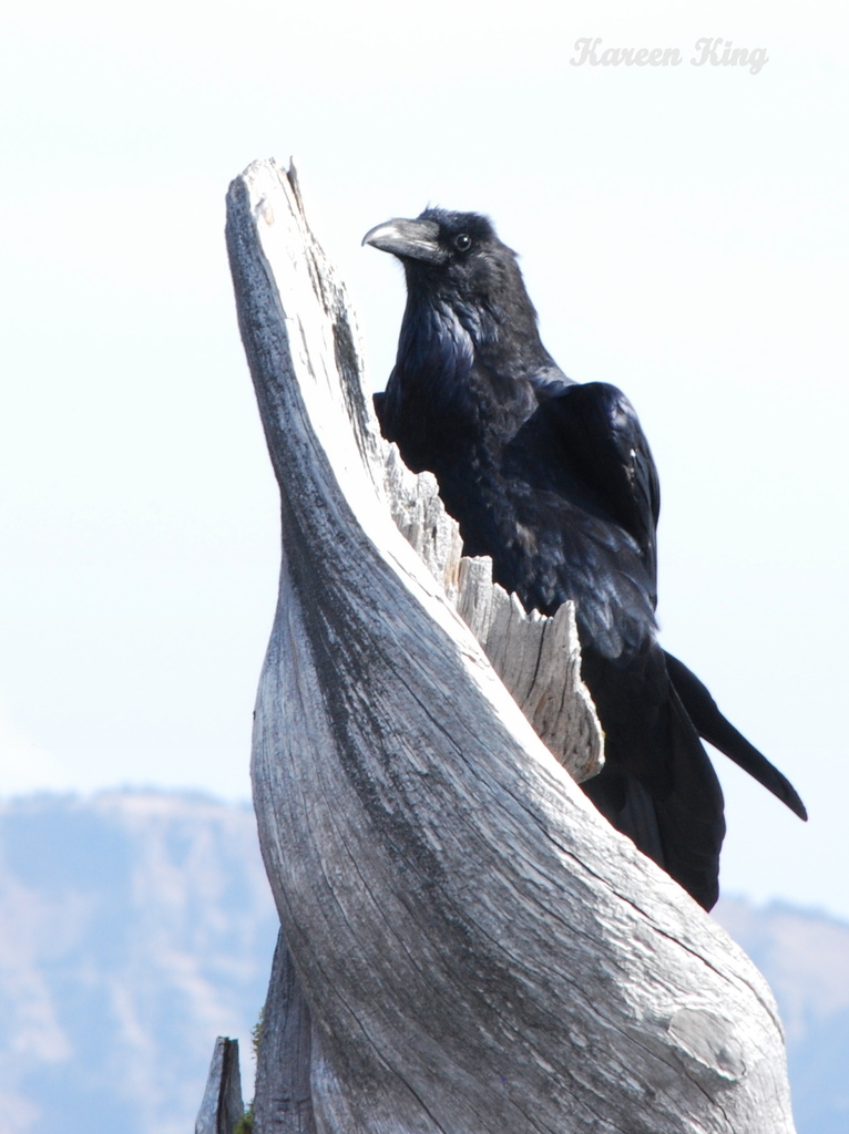 The Raven by kareenking