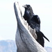 The Raven by kareenking