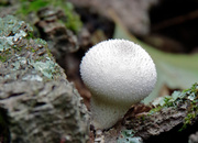 22nd Sep 2013 - Mushroom (up in the woods)