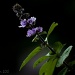 Basil Flowers by fillingtime